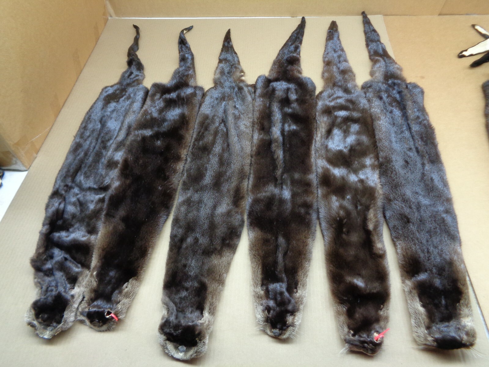 Tanned North American Dark River Otter, Lontra canadensis, soft furs, pelts