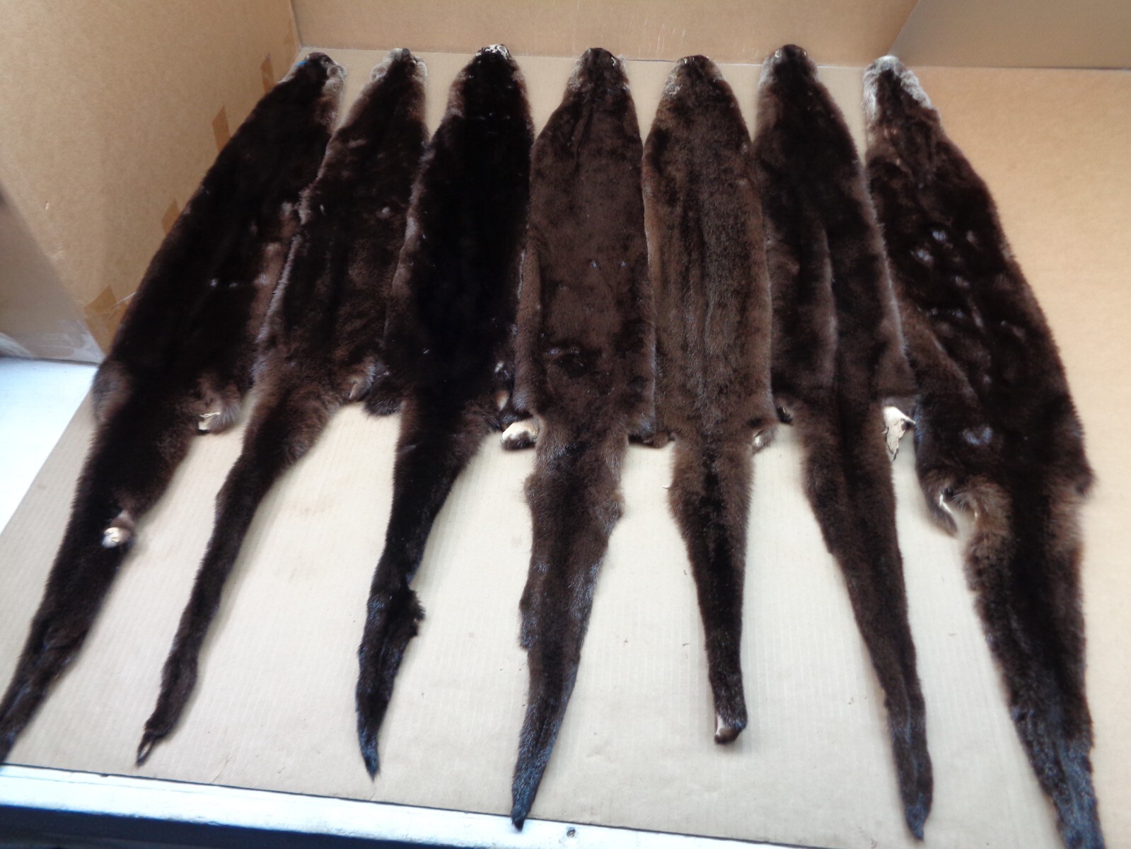 Tanned North American XL SLT DGE River Otter, Lontra canadensis, soft fur, pelts