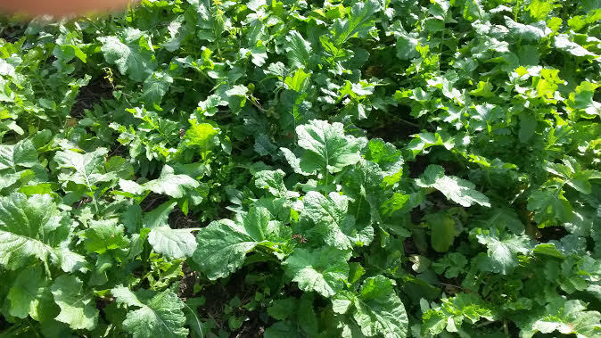 10LBS DEER GREENS PURPLE TOP TURNIP DAIKON RADISH RAPE SEED DEER FOOD PLOT SEED